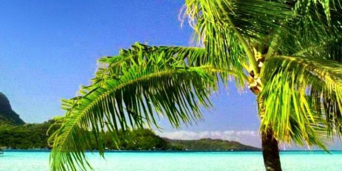 750x1334 Palm tree iphone wallpaper Gallery