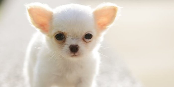945x1000 55+ Cute Chihuahua Wallpapers - Download at WallpaperBro