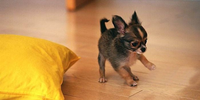 1920x1080 Chihuahua Puppies Wallpaper Desktop (43+ images)