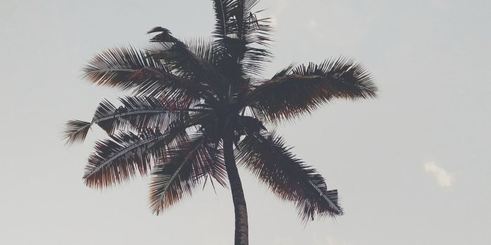 2340x4160 Factory, Arecales, Sky, Palm Trees, Tree HD Wallpaper, Nature