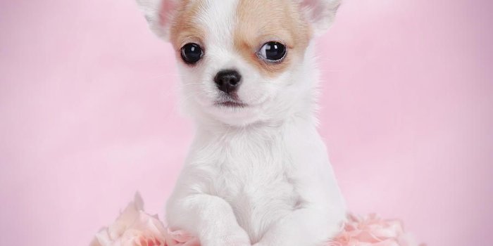 900x900 46+] Free Chihuahua Puppy Wallpapers on WallpaperSafari