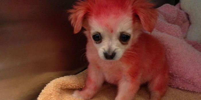 1280x720 Puppy Chihuahuas The Cutest Puppies Wallpaper With - Chihuahua With