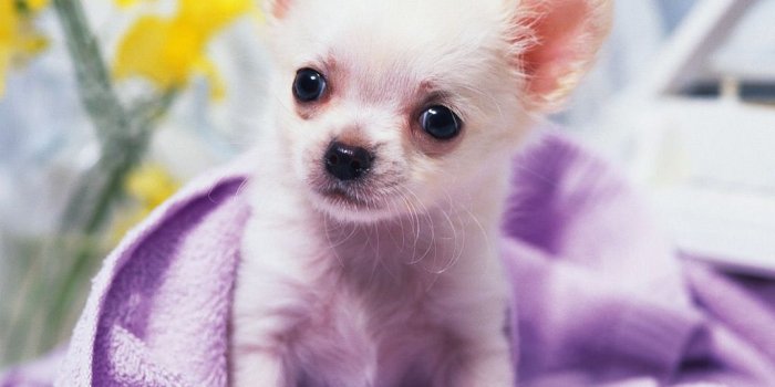 1024x1024 49+] Chihuahua Screensavers and Wallpaper on WallpaperSafari