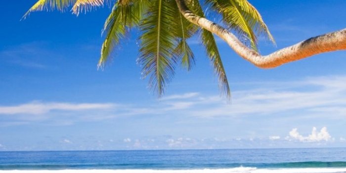 768x1280 Beach Palm Tree Wallpaper Iphone | Beautiful BeachAuresqueue.com