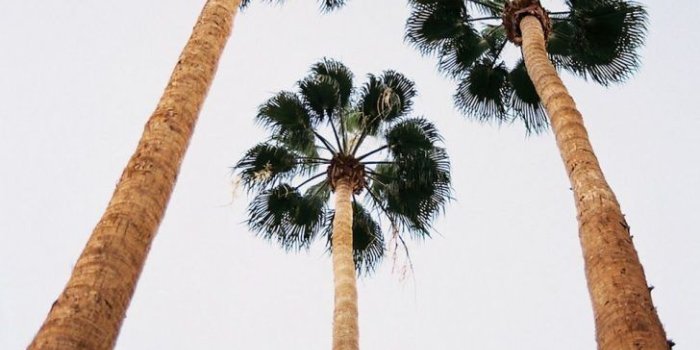 728x1116 tumblr palm trees iphone wallpaper | Pomelo Tapet
