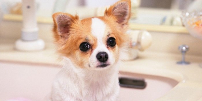 1024x768 chihuahua-puppies-wallpaper-for-mobile | 'ᴥ' Doggie Fever 'ᴥ