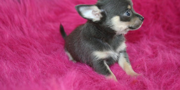 1600x1067 Chihuahua Wallpaper For Pc - Really Cute Chihuahuas Puppies (#884660