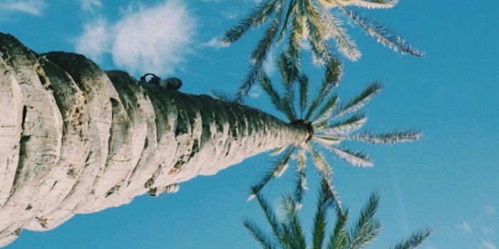 744x1392 iPhone Wallpaper | Sky, Tree, Nature, Blue, Plant, Palm tree