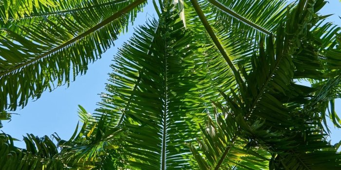 1080x1920 Palm Tree Wallpaper Hd » Hupages » Download Iphone Wallpapers