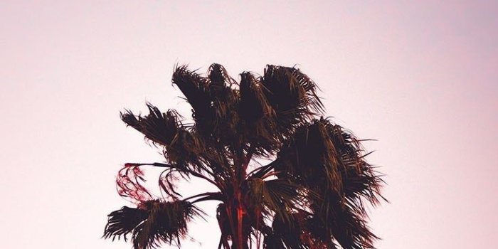 736x1308 Palm Tree Wallpaper Iphone | Babangrichie.org