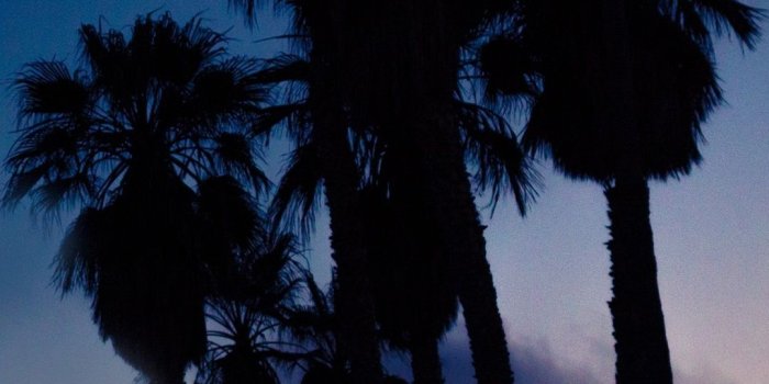 1080x1920 Palm trees, night 1080x1920 iPhone 8/7/6/6S Plus wallpaper