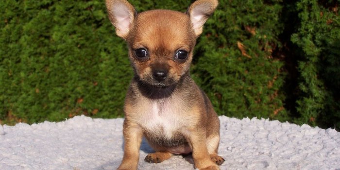 1600x900 Chihuahua Puppy Cute Wallpaper - Wallpaper Stream