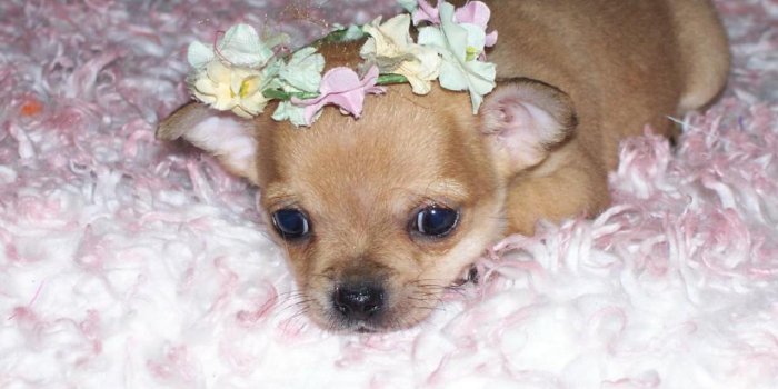 1280x800 Do I look Cute ? - Chihuahuas Wallpaper (13376707) - Fanpop