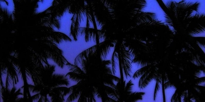 1080x1920 Palm tree wallpapers Gallery