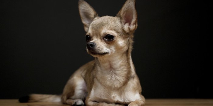 1920x1200 Chihuahua Wallpapers