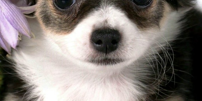 1080x1776 Calli Sheriff on baby animals | Animal wallpaper, Chihuahua