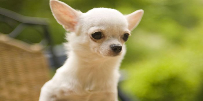 2560x1440 55+ Cute Chihuahua Wallpapers - Download at WallpaperBro