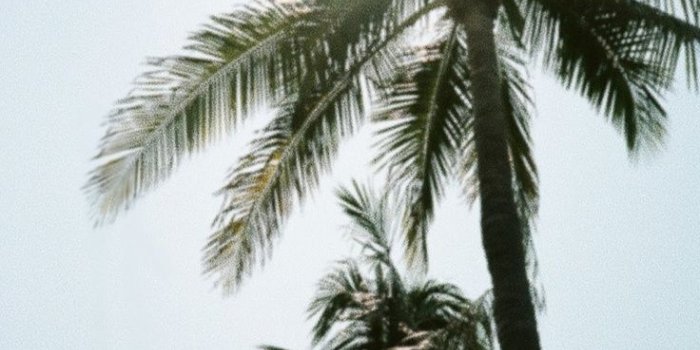 736x1110 Palm Tree Iphone Wallpaper (28+ images) on Genchi.info