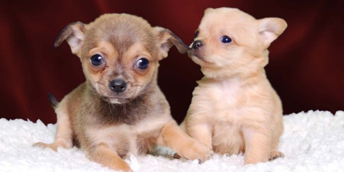 1536x1024 48+] Chihuahua Puppy Wallpapers on WallpaperSafari