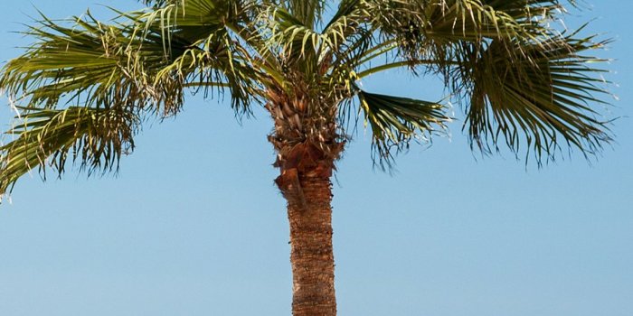 1125x2436 Palm Tree, Shore, Tropics, Sky, Tree Wallpaper for IPhone X / XS