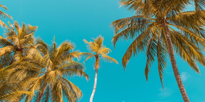 4480x6720 Palm trees | iPhone X Wallpapers - iPhone X Wallpapers HD