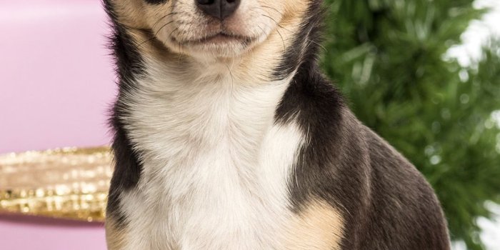 1080x1920 HD Very Cute Puppy Android wallpaper - Android HD wallpapers