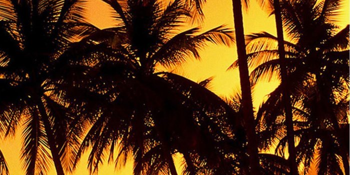 1080x1920 Palm Tree Beach Sunset Wallpapers - Desktop Wallpaper