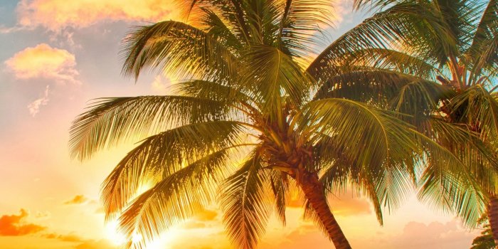 2048x2048 Palm Tree Beach Wallpapers (72+ background pictures)