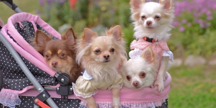 1920x1080 55+ Cute Chihuahua Wallpapers - Download at WallpaperBro