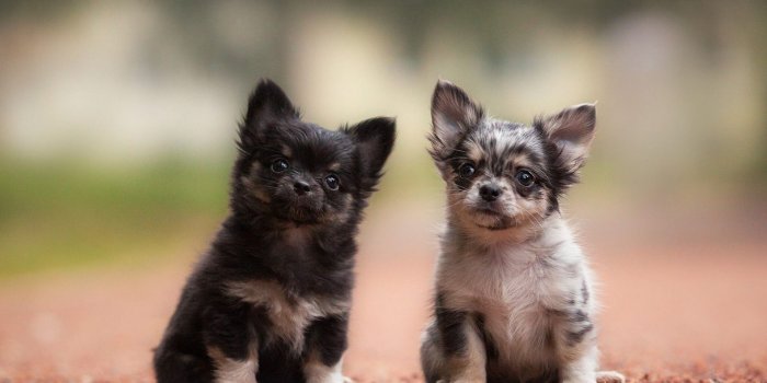 1920x1080 50+ Chihuahua Dogs Wallpapers on WallpaperPlay