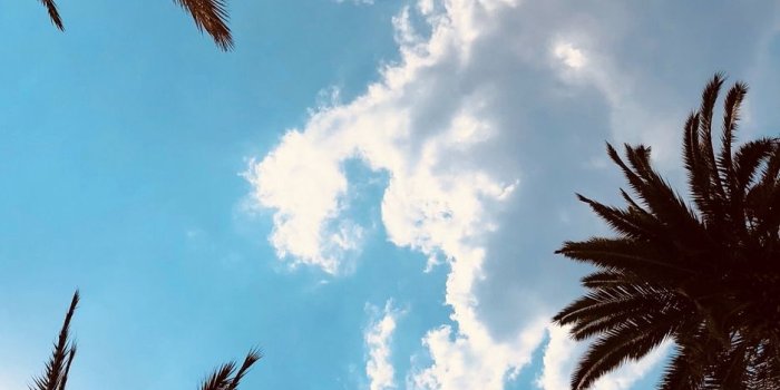 938x1668 Download wallpaper 938x1668 palm trees, bottom view, branches, sky