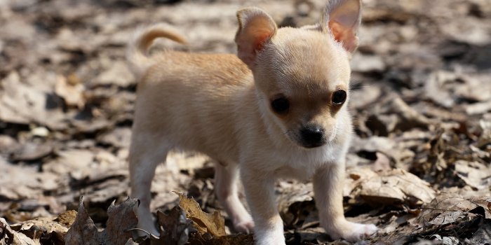 3840x2400 Download wallpapers Chihuahua Puppy, 4k, leaves, dogs, brown
