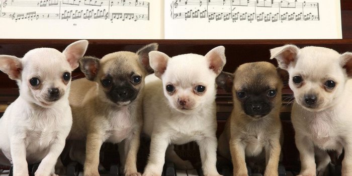 1280x800 Chihuahua HD Wallpapers