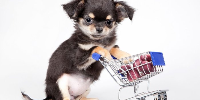 1280x800 Photos puppies Chihuahua Dogs Animals