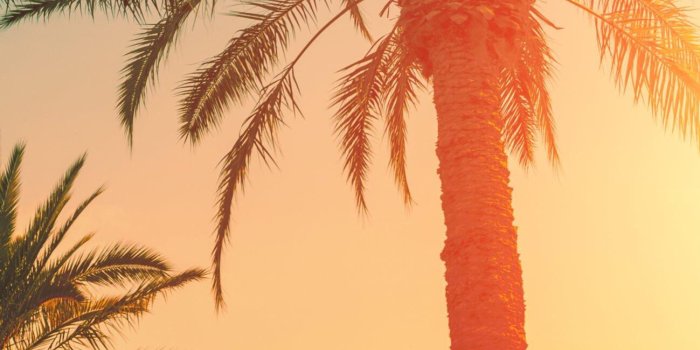 1299x2813 Palm trees | iPhone Wallpapers - DIY Craft