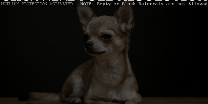 1920x1200 Chihuahua Puppies Wallpaper Desktop (43+ images)
