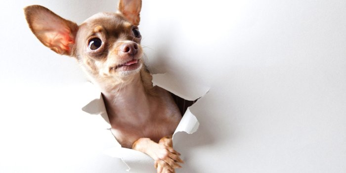 1920x1200 Broken Plastic Paper, a Chihuahua is Shown, Stretched out Tongue