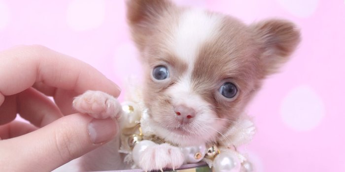 1500x1000 Best Images About Teacup Chihuahuas And Chihuahua Puppies - Funny
