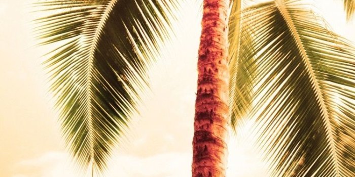750x1334 Hawaii Palm Trees Iphone Wallpaper - Best Tree In The Forest