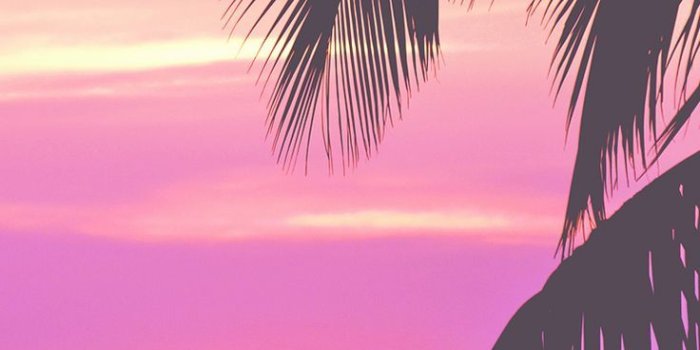 736x1377 Nature Wallpaper: pink palm trees, iPhone Wallpaper – Mobile Wallpapers