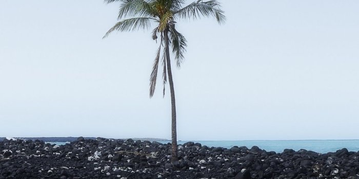 1125x2436 Palm Tree Wallpaper Iphone X | Babangrichie.org