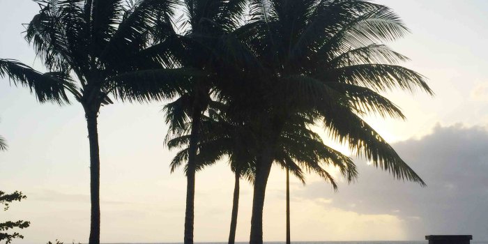 3840x2160 palm tree iphone wallpaper – Pitsel