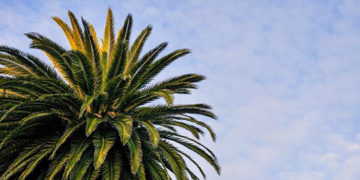 1600x1200 Green Palm Tree Wallpaper 4K Background | HD Wallpaper Background