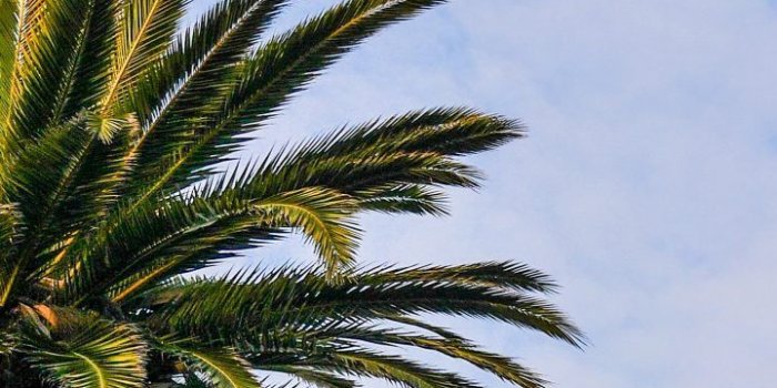 720x1280 45+ Palm Tree iPhone Wallpapers - Download at WallpaperBro
