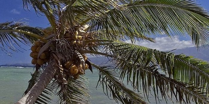 1080x1920 Palm Tree Sea Beach iPhone 6s Wallpapers HD