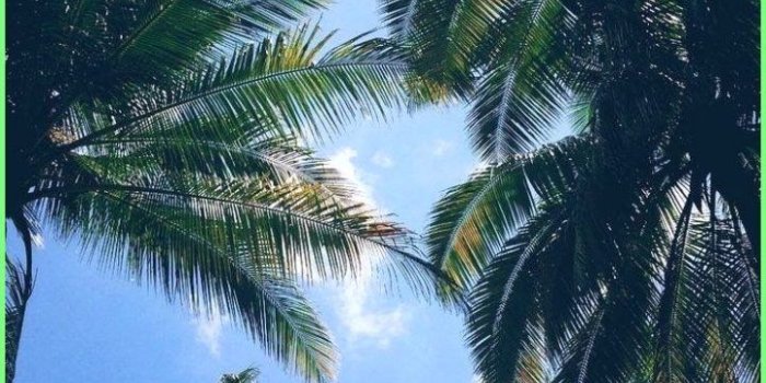 720x1271 Iphone Wallpapers Tumblr - Palm trees - Iphone Wallpapers