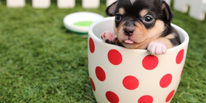 3840x2560 3018471 animal, chihuahua, cute, dog, mug, pet, puppy 4k wallpaper