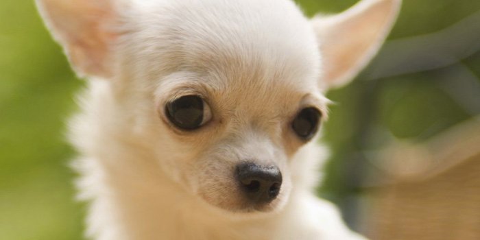 1024x768 46+] Free Chihuahua Wallpaper for Desktop on WallpaperSafari