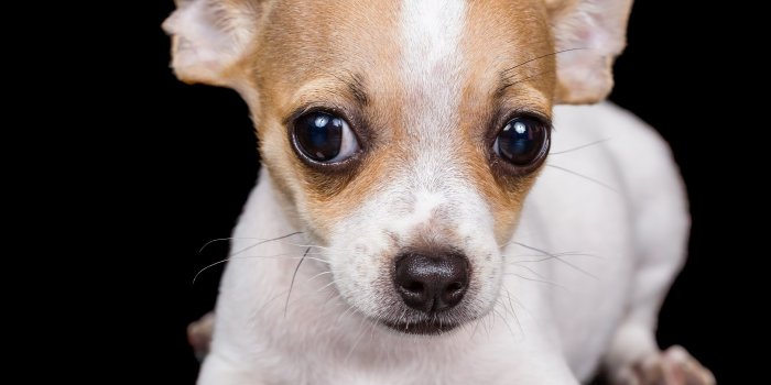 3840x2160 50+ Chihuahua Dogs Wallpapers on WallpaperPlay