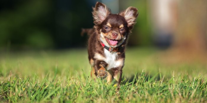 1920x1281 My Chihuahua HD Wallpapers New Tab Theme - MyStart